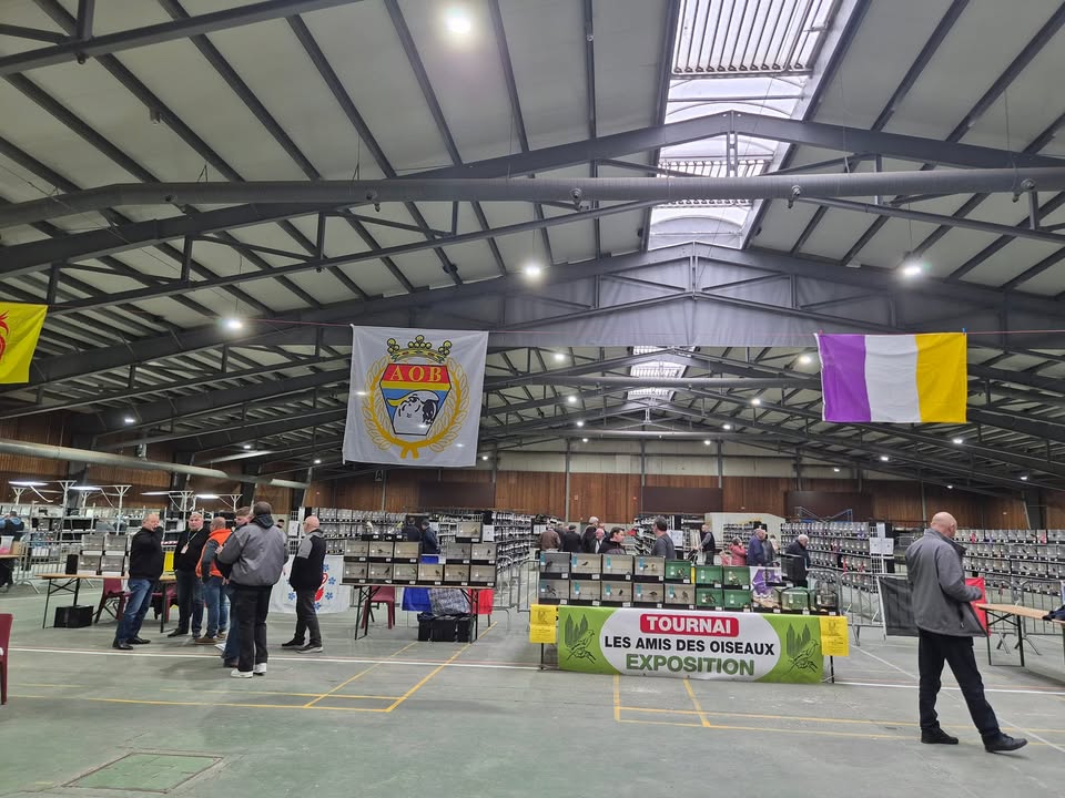 AHCCP - Association du Hainaut des Canaris Couleurs et Postures ASBL